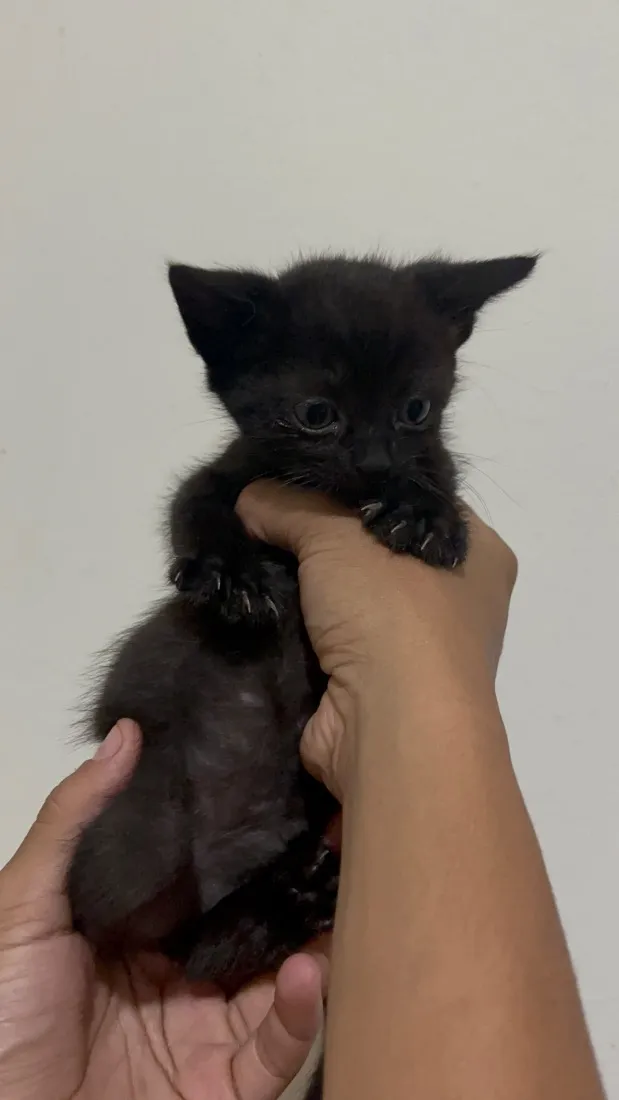 Gato raça SRD-ViraLata idade 2 a 6 meses nome Sem nome