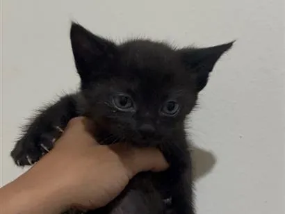 Gato raça SRD-ViraLata idade 2 a 6 meses nome Sem nome