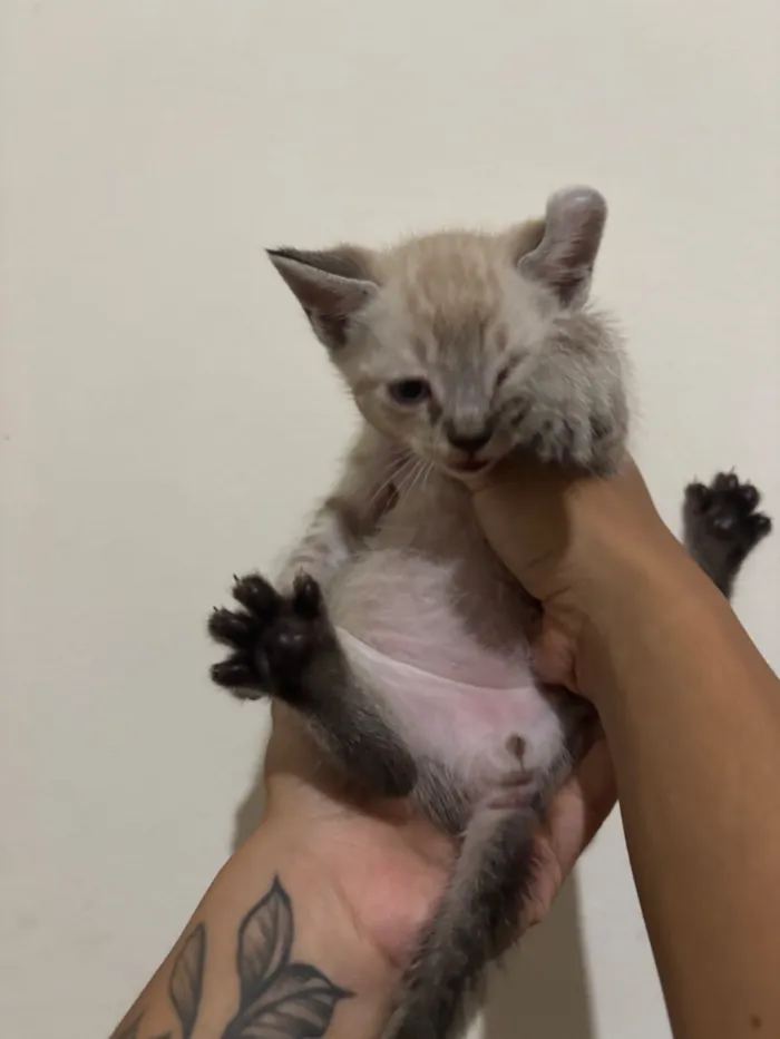 Gato raça SRD-ViraLata idade 2 a 6 meses nome Sem nome 