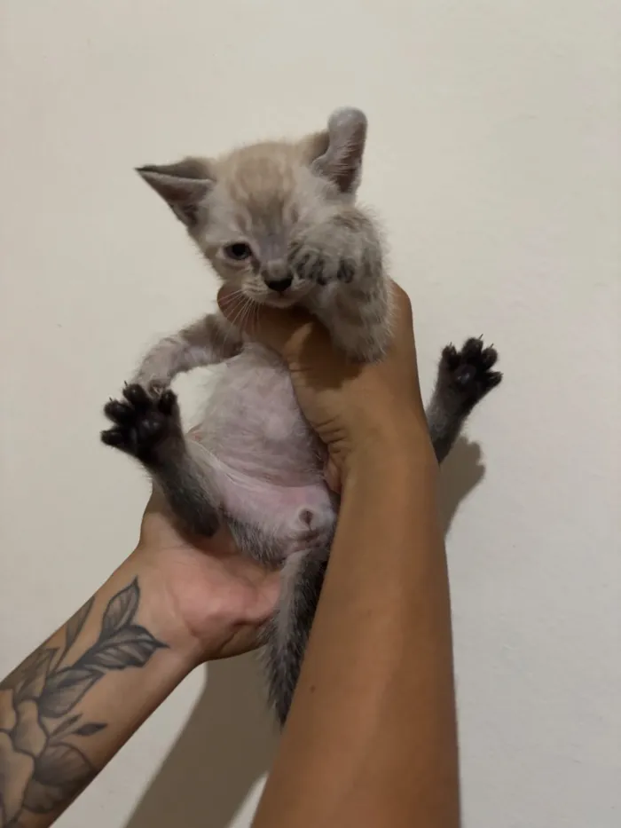 Gato raça SRD-ViraLata idade 2 a 6 meses nome Sem nome 