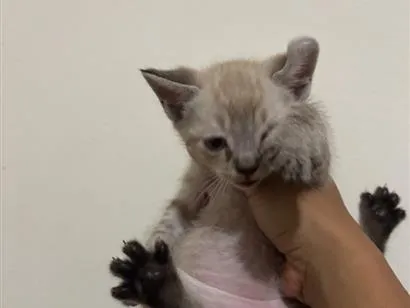 Gato raça SRD-ViraLata idade 2 a 6 meses nome Sem nome 