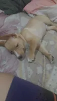 apolo