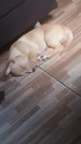 apolo