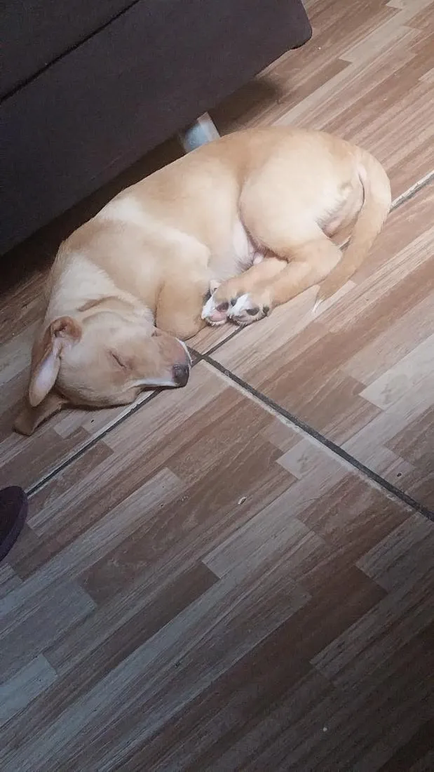 Cachorro raça SRD-ViraLata idade 7 a 11 meses nome apolo