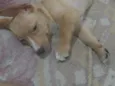 apolo