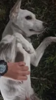 Gasparzinho