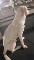 Gasparzinho