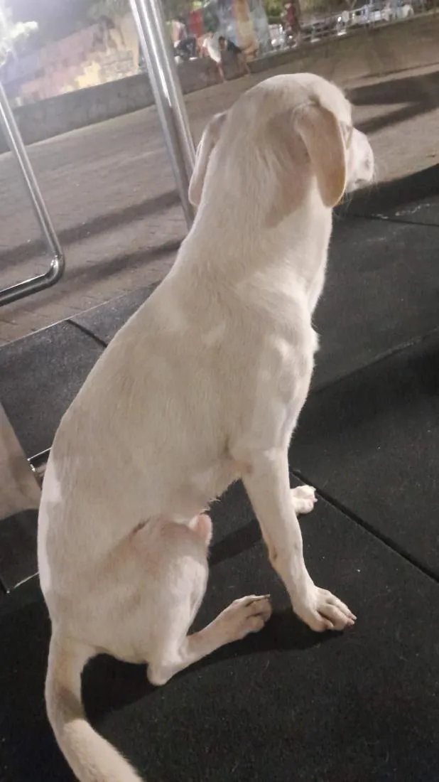 Cachorro raça SRD-ViraLata idade 2 a 6 meses nome Gasparzinho