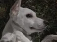 Gasparzinho