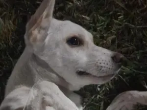 Cachorro raça SRD-ViraLata idade 2 a 6 meses nome Gasparzinho