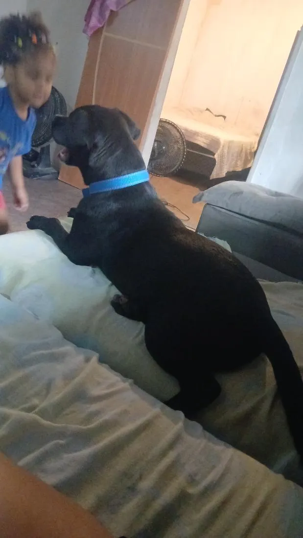 Cachorro raça Pit-Bull idade 7 a 11 meses nome Thor 