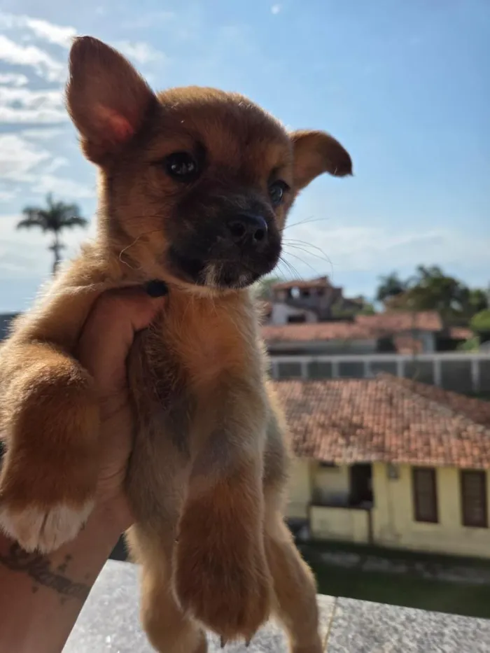 Cachorro raça SRD-ViraLata idade 2 a 6 meses nome Sem nome 