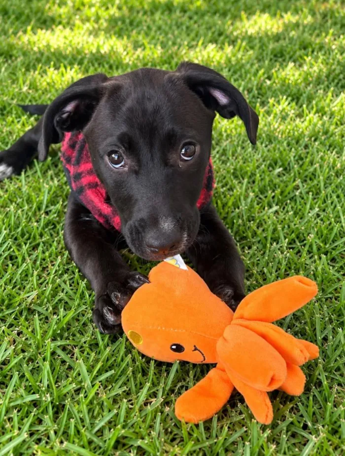 Cachorro raça SRD-ViraLata idade 2 a 6 meses nome Lucca