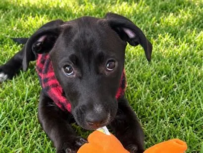 Cachorro raça SRD-ViraLata idade 2 a 6 meses nome Lucca