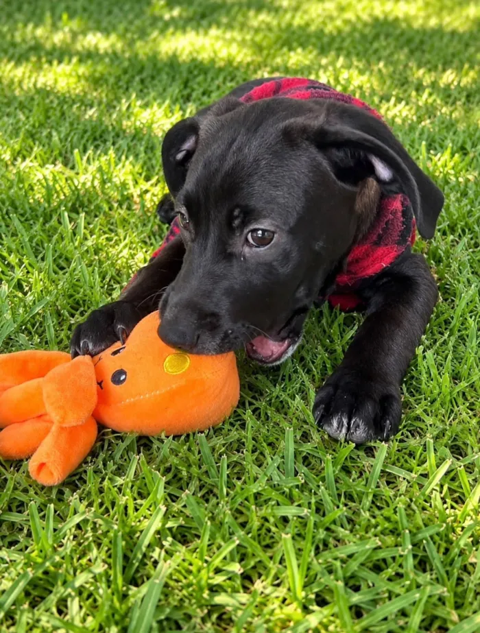 Cachorro raça SRD-ViraLata idade 2 a 6 meses nome Lucca