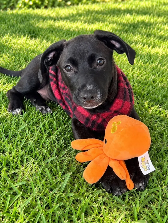Cachorro raça SRD-ViraLata idade 2 a 6 meses nome Lucca