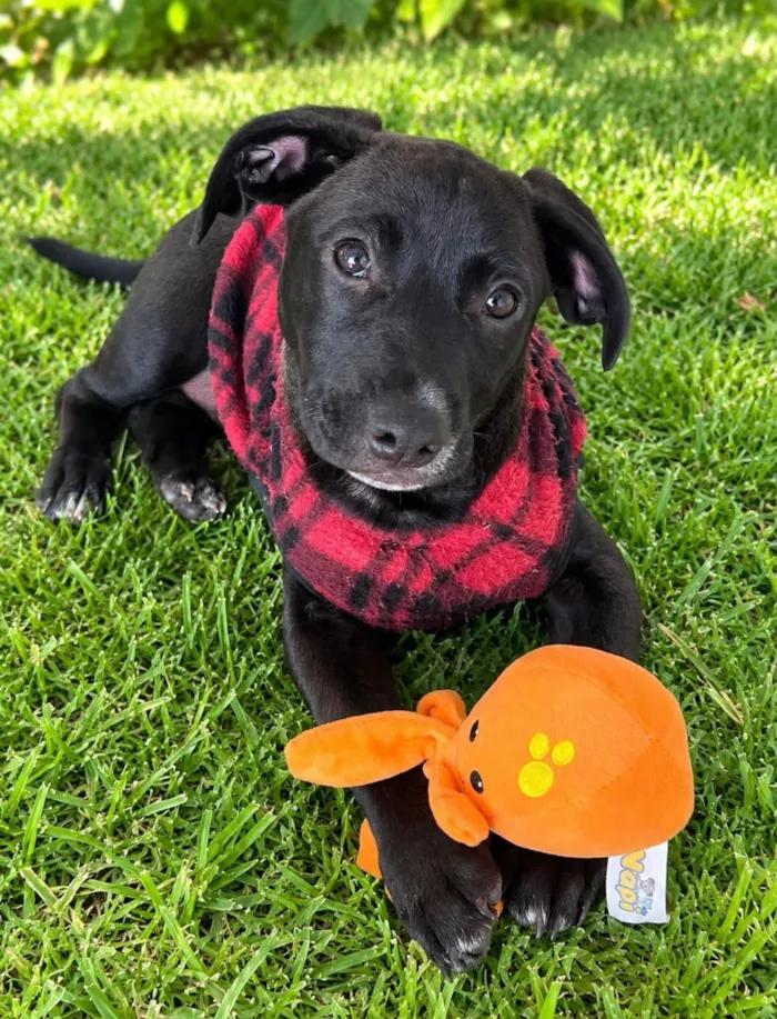 Cachorro raça SRD-ViraLata idade 2 a 6 meses nome Lucca