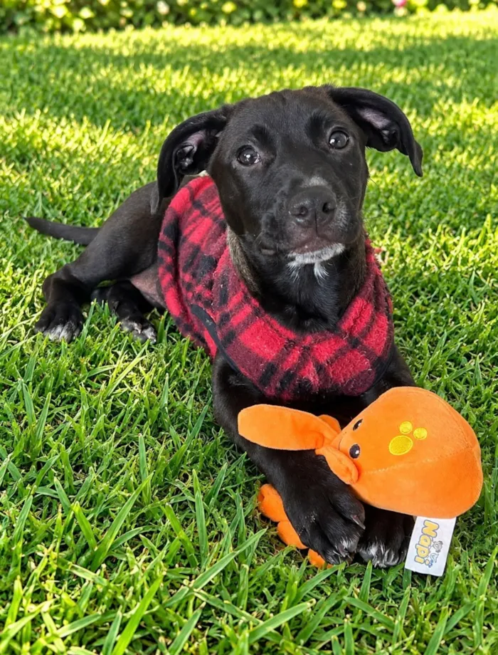 Cachorro raça SRD-ViraLata idade 2 a 6 meses nome Lucca