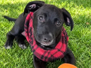 Cachorro raça SRD-ViraLata idade 2 a 6 meses nome Lucca