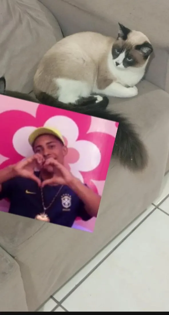 Gato raça SRD-ViraLata idade 7 a 11 meses nome Estelar