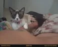 Estelar