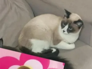 Gato raça SRD-ViraLata idade 7 a 11 meses nome Estelar