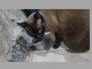 Gato raça Siamês idade 5 anos nome Lili
