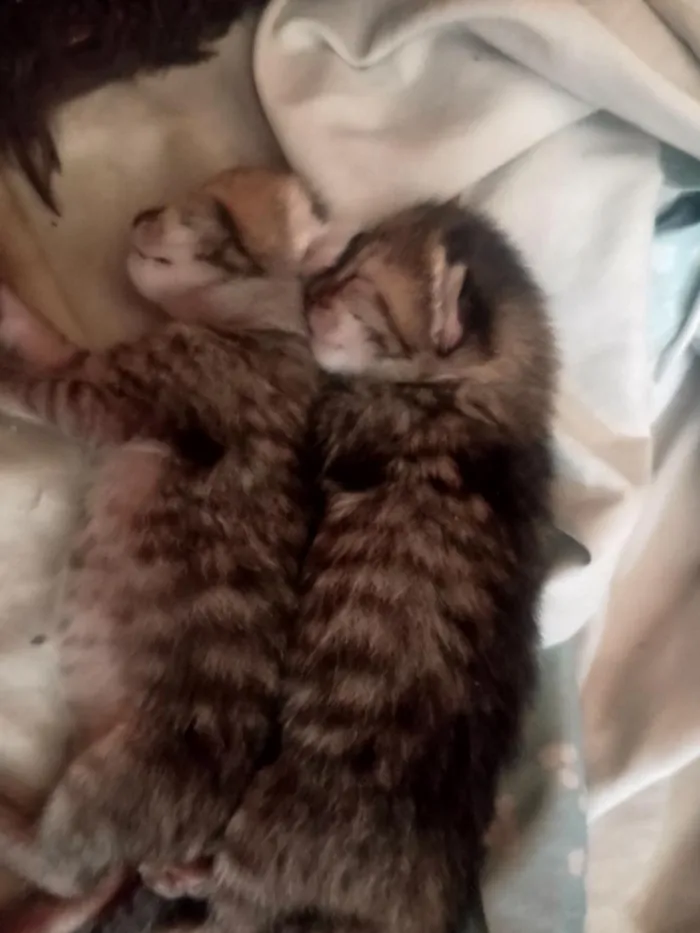 Gato raça SRD-ViraLata idade Abaixo de 2 meses nome nana e hachi