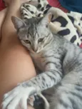Xaninha