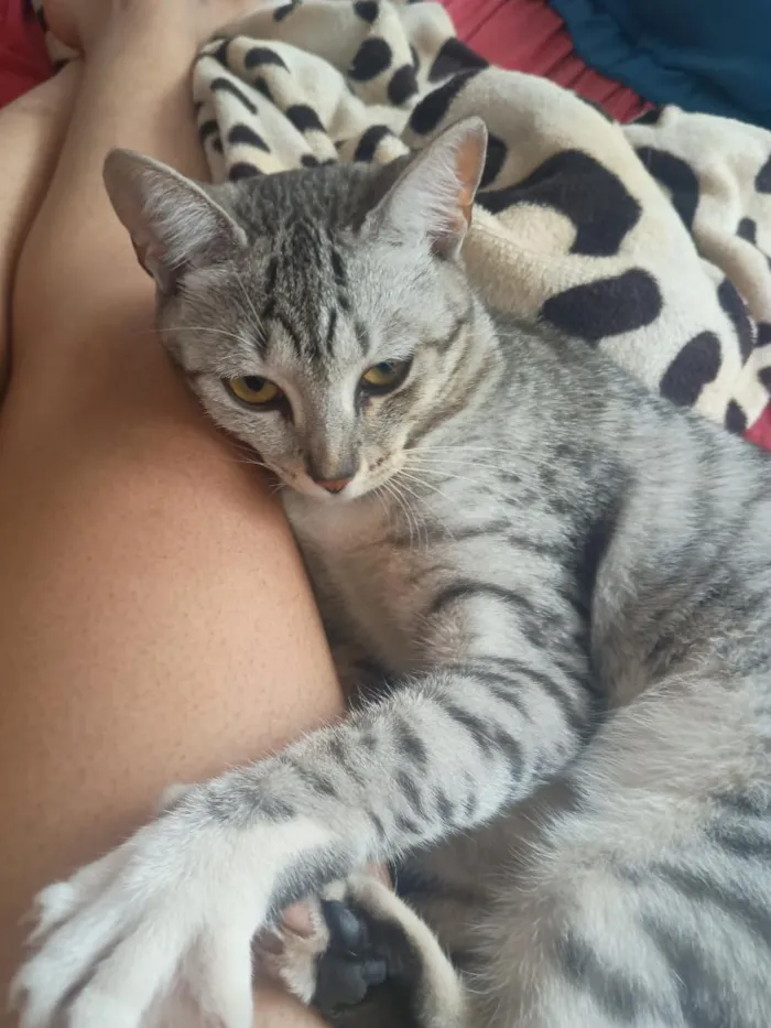 Gato raça SRD-ViraLata idade 7 a 11 meses nome Xaninha