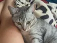 Xaninha