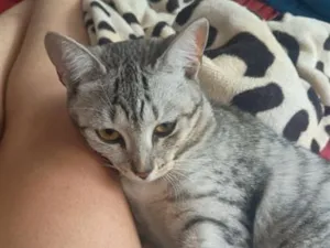 Gato raça SRD-ViraLata idade 7 a 11 meses nome Xaninha