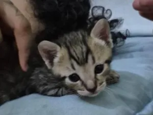 Gato raça SRD-ViraLata idade Abaixo de 2 meses nome Bartolomeu