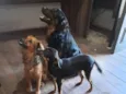 maninhos esperando um lar cheio de amor e cuidado - Minnie, Phoebe e Noah