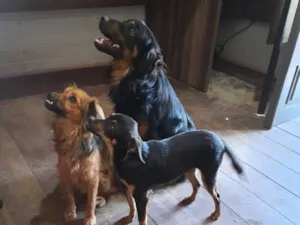 Cachorro raça SRD-ViraLata idade 6 ou mais anos nome maninhos esperando um lar cheio de amor e cuidado - Minnie, Phoebe e Noah
