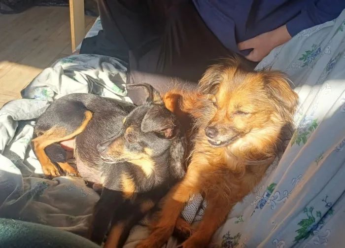Cachorro raça SRD-ViraLata idade 6 ou mais anos nome maninhos esperando um lar cheio de amor e cuidado - Minnie, Phoebe e Noah