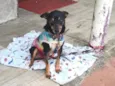 maninhos esperando um lar cheio de amor e cuidado - Minnie, Phoebe e Noah