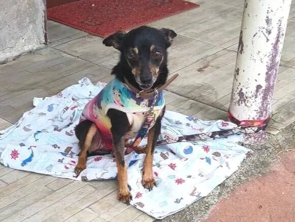 Cachorro raça SRD-ViraLata idade 6 ou mais anos nome maninhos esperando um lar cheio de amor e cuidado - Minnie, Phoebe e Noah