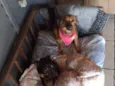 maninhos esperando um lar cheio de amor e cuidado - Minnie, Phoebe e Noah
