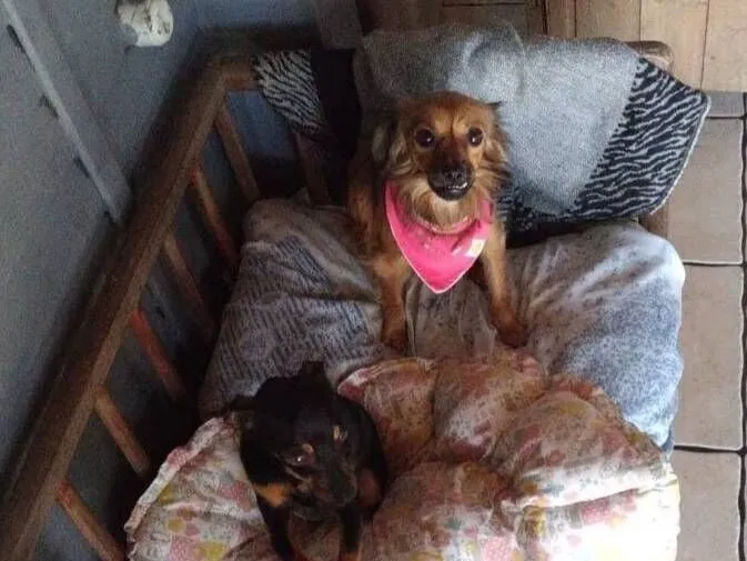 Cachorro raça SRD-ViraLata idade 6 ou mais anos nome maninhos esperando um lar cheio de amor e cuidado - Minnie, Phoebe e Noah