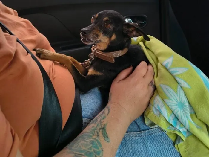 Cachorro raça SRD-ViraLata idade 6 ou mais anos nome maninhos esperando um lar cheio de amor e cuidado - Minnie, Phoebe e Noah