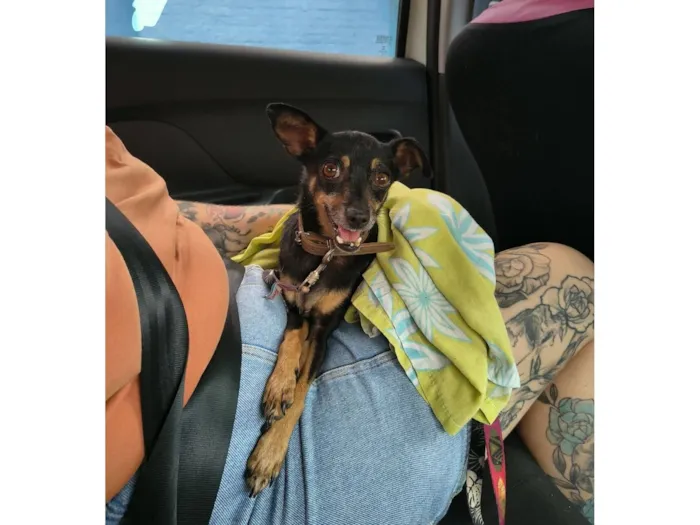 Cachorro raça SRD-ViraLata idade 6 ou mais anos nome maninhos esperando um lar cheio de amor e cuidado - Minnie, Phoebe e Noah