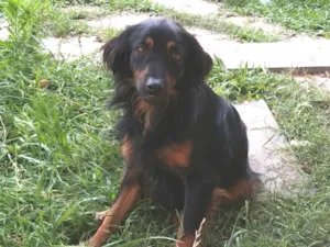Cachorro raça SRD-ViraLata idade 6 ou mais anos nome maninhos esperando um lar cheio de amor e cuidado - Minnie, Phoebe e Noah