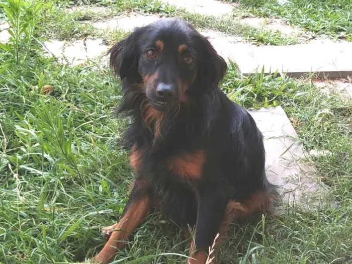 Cachorro raça SRD-ViraLata idade 6 ou mais anos nome maninhos esperando um lar cheio de amor e cuidado - Minnie, Phoebe e Noah