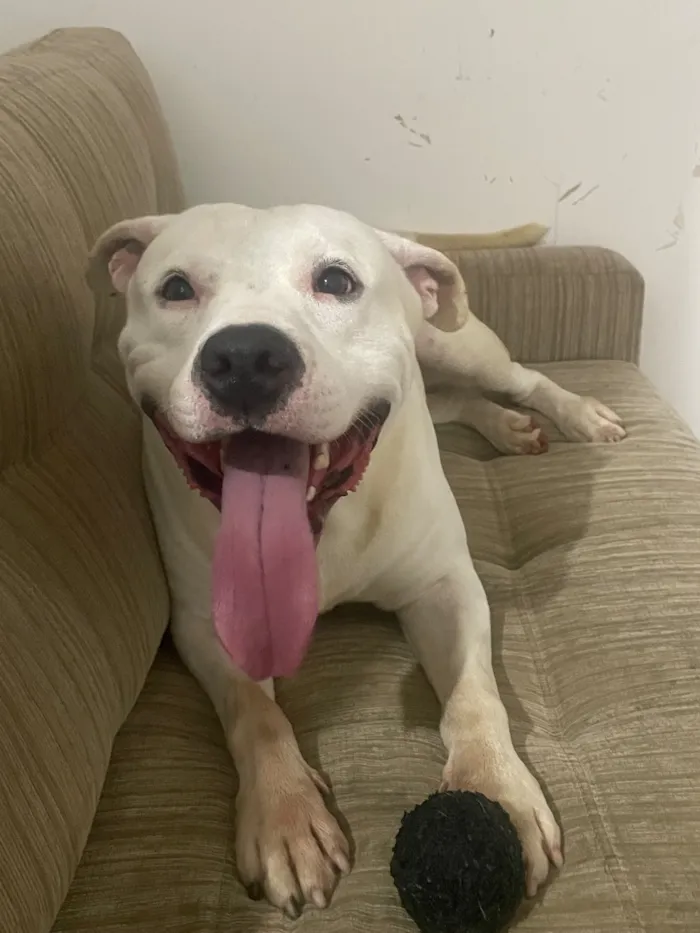 Cachorro raça Pit-Bull idade 3 anos nome Spike