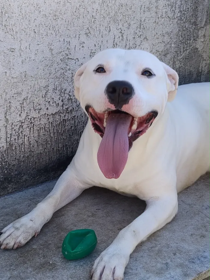 Cachorro raça Pit-Bull idade 3 anos nome Spike