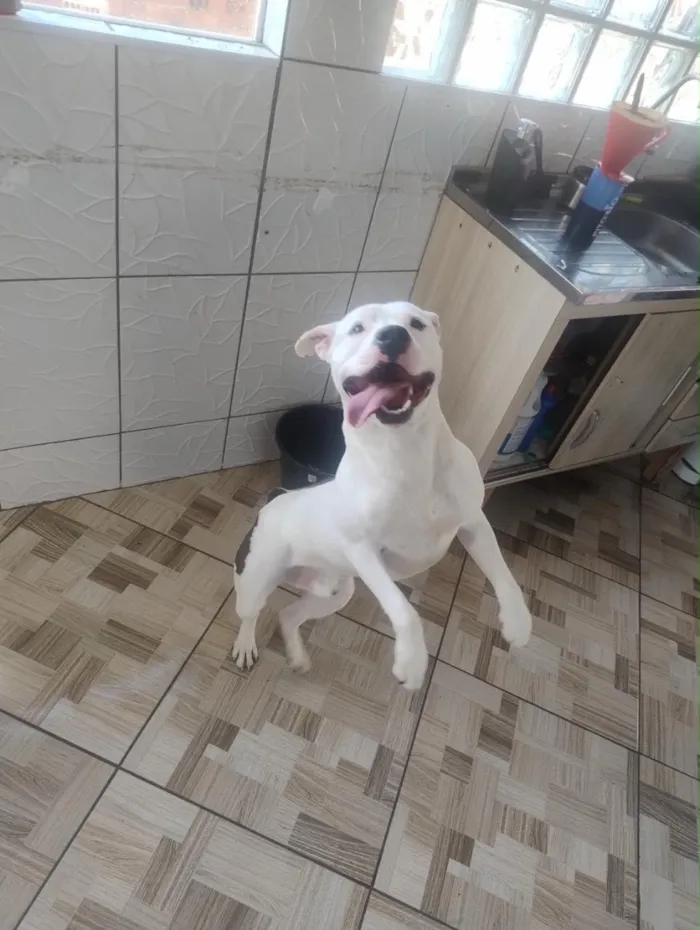 Cachorro raça Pit-Bull idade 3 anos nome Spike