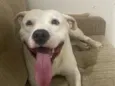 Spike