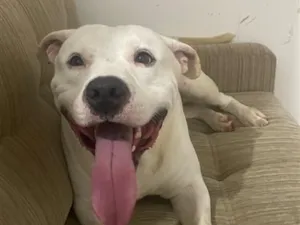Cachorro raça Pit-Bull idade 3 anos nome Spike