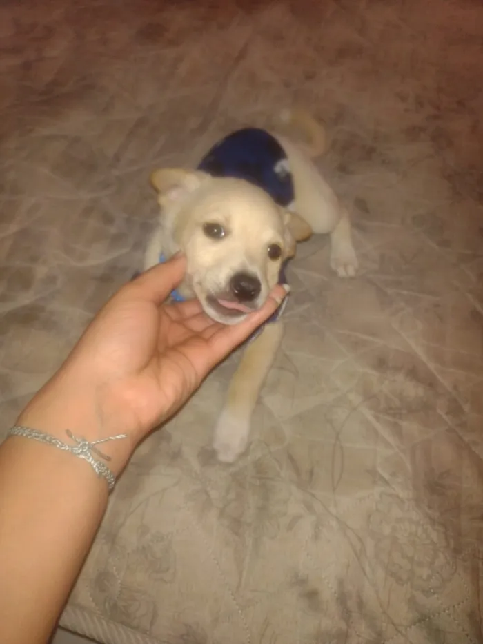 Cachorro raça SRD-ViraLata idade 2 a 6 meses nome ice